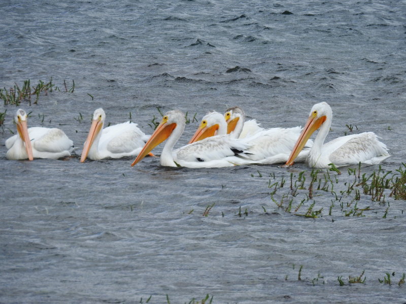 DSCN4616.JPG