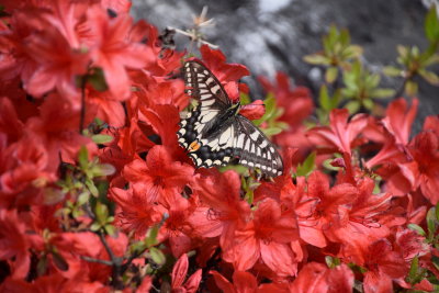 DSC_5500.JPG