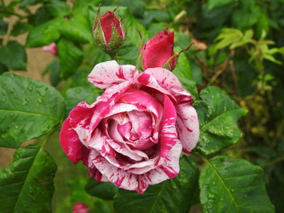 DSCN0717.JPG