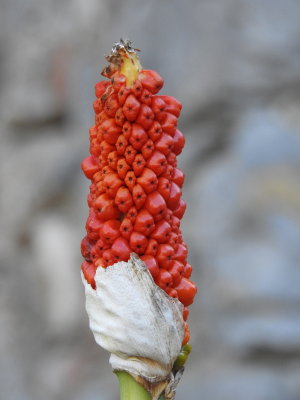 DSCN2661.JPG