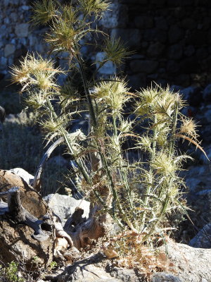 DSCN2663.JPG