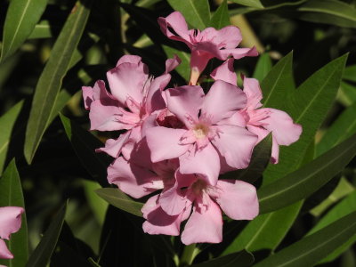 DSCN2688.JPG