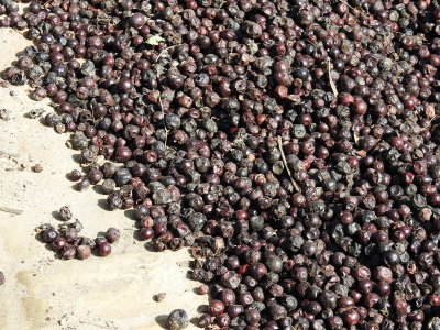 DSCN4337.JPG