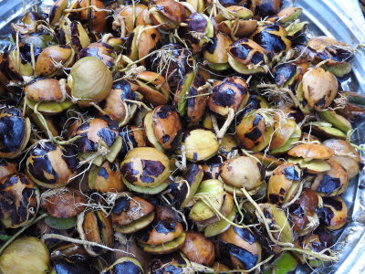DSCN7088.JPG