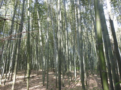 DSCN0730.JPG