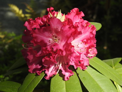 DSCN0746.JPG