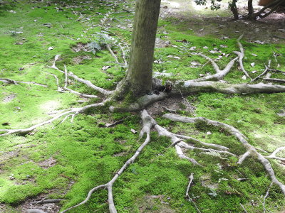 DSCN0805.JPG