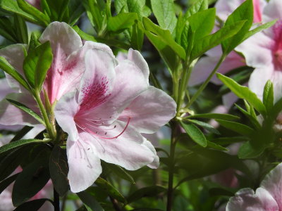 DSCN0814.JPG
