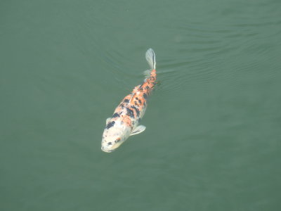 DSCN0874.JPG
