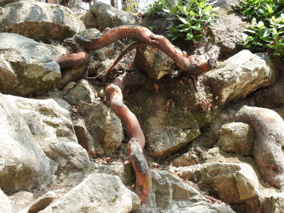 DSCN4275.JPG