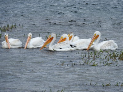 DSCN4616.JPG