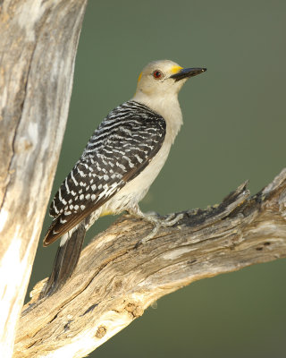Golden fronted woodpecker (female)