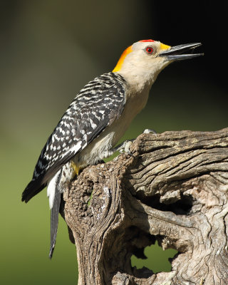 Golden fronted woodpecker (male)