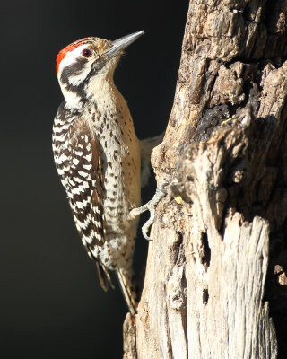 Ladder backed woodpecker