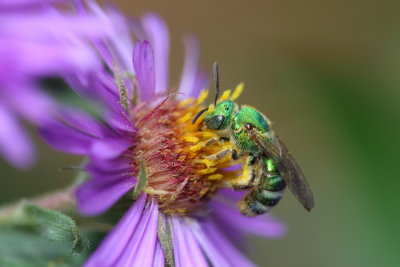 Metallic green sweat bee on New England aster