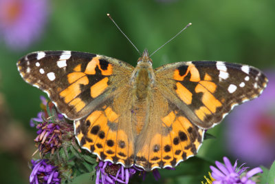 Painted lady butterfly on New England aster