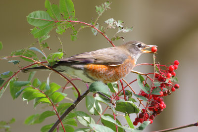 American robin in showy mountain ash