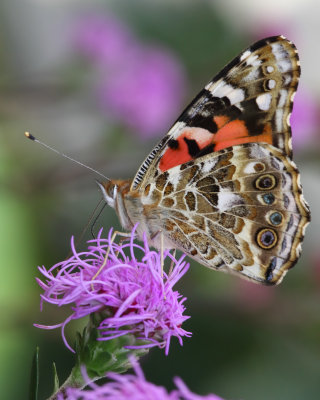 Painted lady butterfly on meadow blazingstar