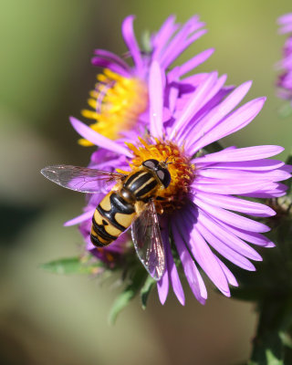 Hoverfly on New England aster