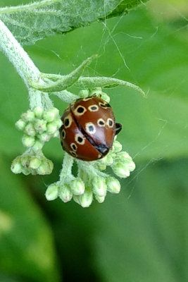 Eye spotted ladybug on Joe Pye weed