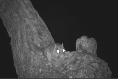 Flying squirrel on bur oak next to feeders