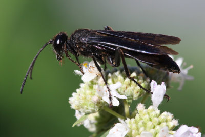 Great black wasp on mountain mint