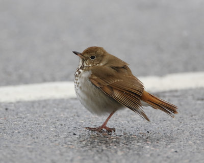 Hermit thrush