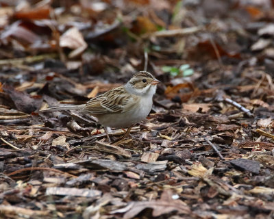 Clay colored sparrow