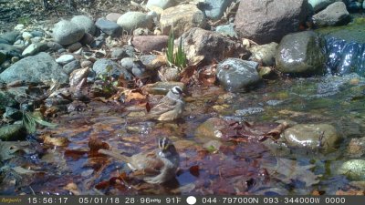 White crowned and white throated sparrows