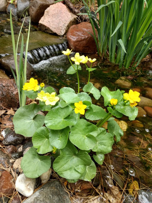 Marsh marigold