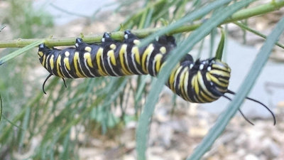 Monarch caterpillar on whorled milkweed
