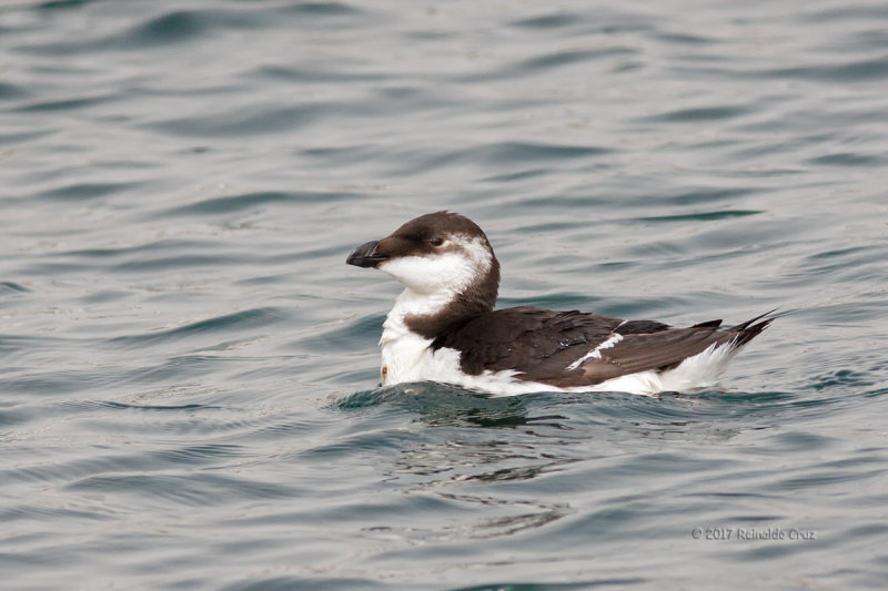 Torda-mergulheira  ---  Razorbill  ---  (Alca torda)