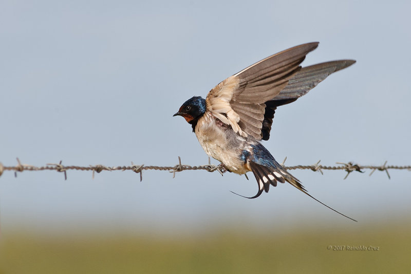 Andorinha-das-chamins  ---  Barn Swallow  ---  (Hirundo rustica)