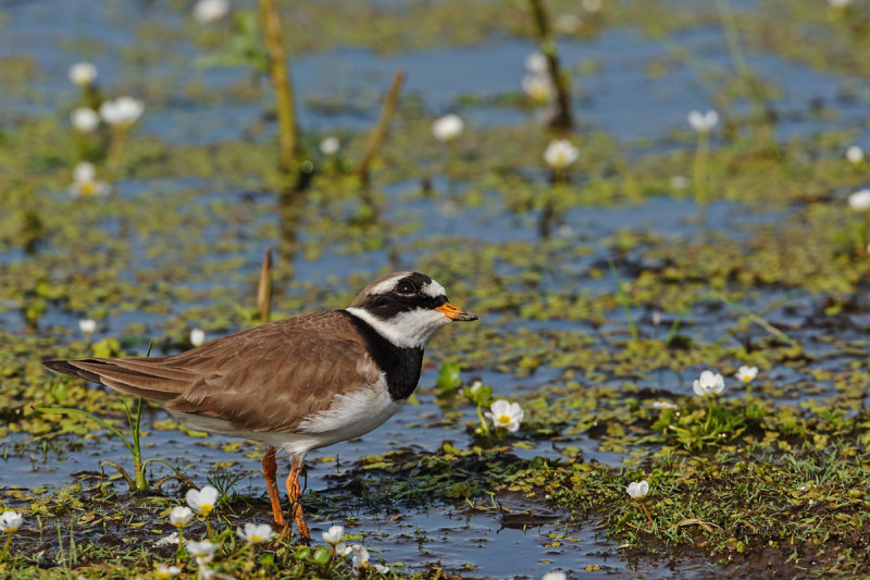 Borrelho-grande-de-coleira  ---  Ringed Plover  ---  (Charadrius hiaticula)