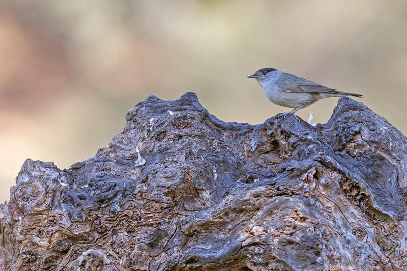 Toutinegra-de-barrete  ---  Blackcap  ---  (Sylvia atricapilla)