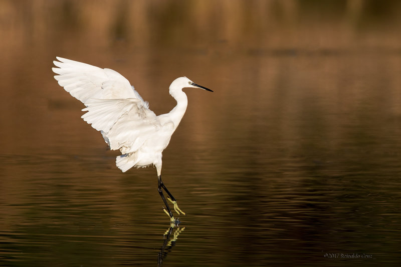 Gara-branca-pequena  ---  Little Egret  ---  (Egretta garzetta)