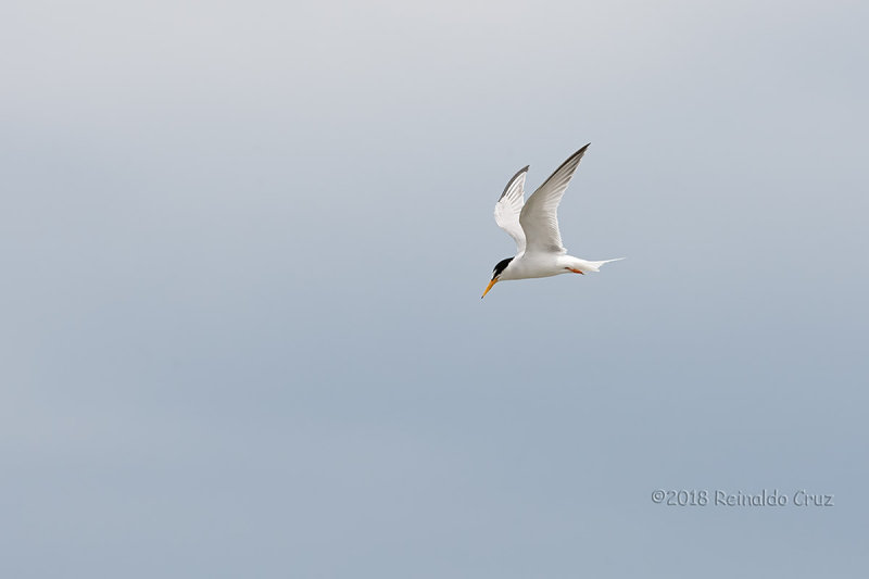 Chilreta  ---  Little Tern  ---  (Sterna albifrons)