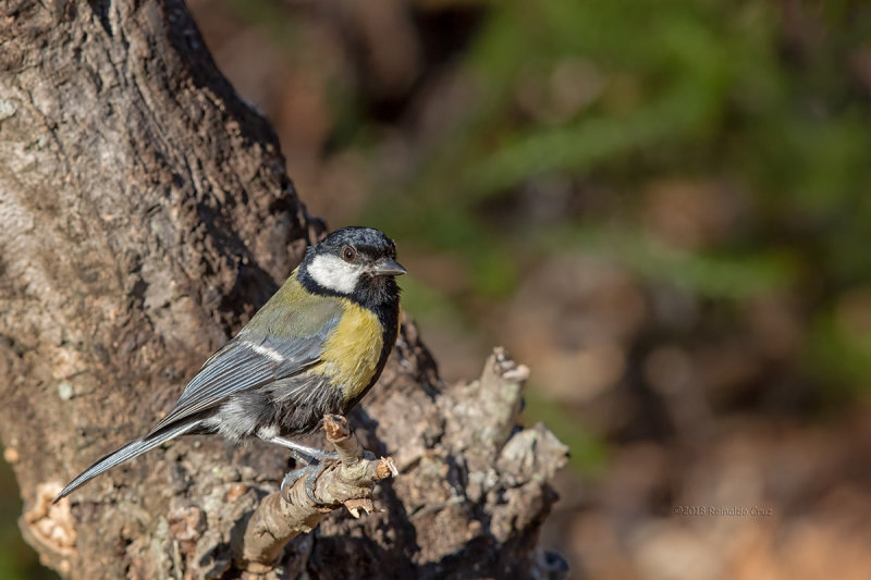 Chapim-real --- Great Tit --- (Parus major)