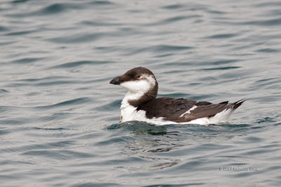Torda-mergulheira --- Razorbill --- (Alca torda)