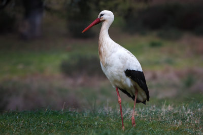 Cegonha-branca  ---  White Stork  ---  (Ciconia ciconia)