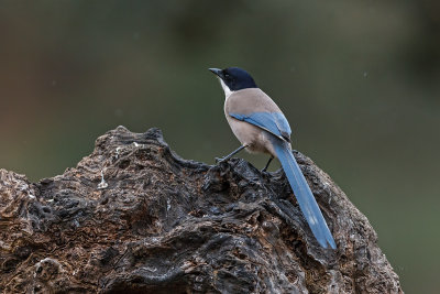 Pega-azul  ---  Magpie  ---  (Cyanopica cyanus)