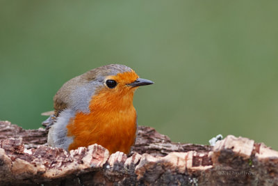 Pisco-de-peito-ruivo  ---  Robin  ---  (Erithacus rubecula)