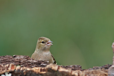 Tentilhão --- Chaffinch --- (Fringilla coelebs)