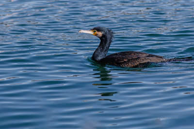Corvo-marinho  ---  Cormorant  ---  (Phalacrocorax carbo)