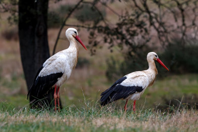 Cegonha-branca  ---  White Stork  ---  (Ciconia ciconia)