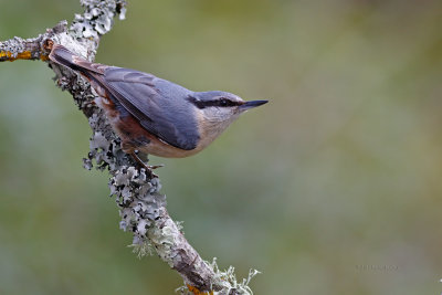 Trepadeira-azul  ---  Nuthatch  ---  (Sitta europaea)