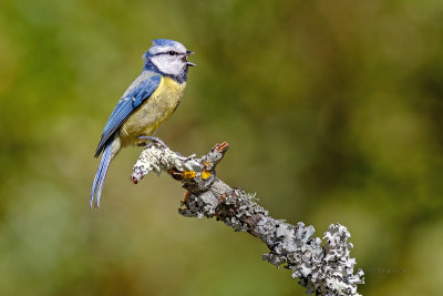 Chapim-azul --- Blue Tit --- (Parus caeruleus)