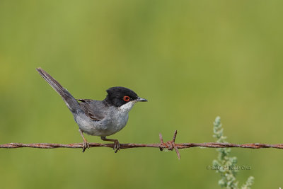 Toutinegra-de-cabea-preta  ---  Sardinian Warbler  ---  (Sylvia melanocephala)