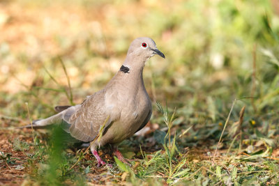 Rola-turca --- Collared Dove --- (Streptopelia decaocto)
