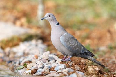 Rola-turca  ---  Collared Dove  ---  (Streptopelia decaocto)